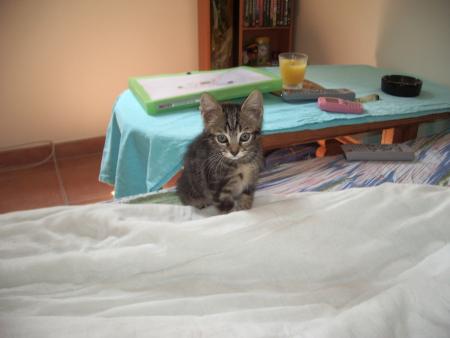 perle